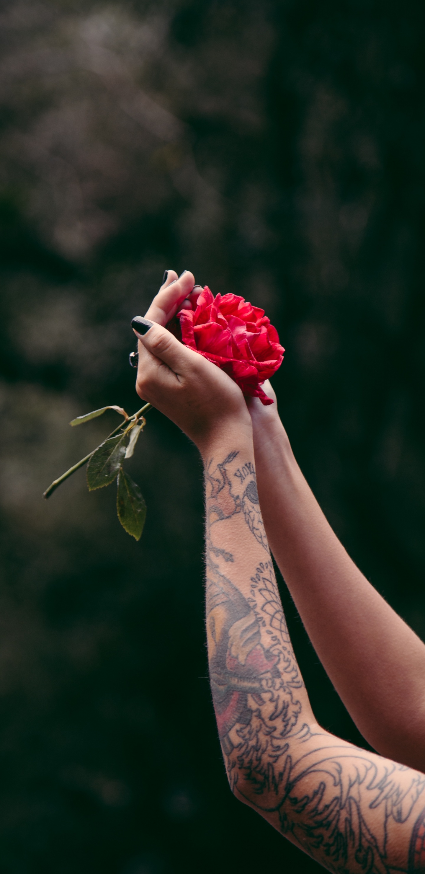 Persona Sosteniendo un Ramo de Rosas Rojas. Wallpaper in 1440x2960 Resolution