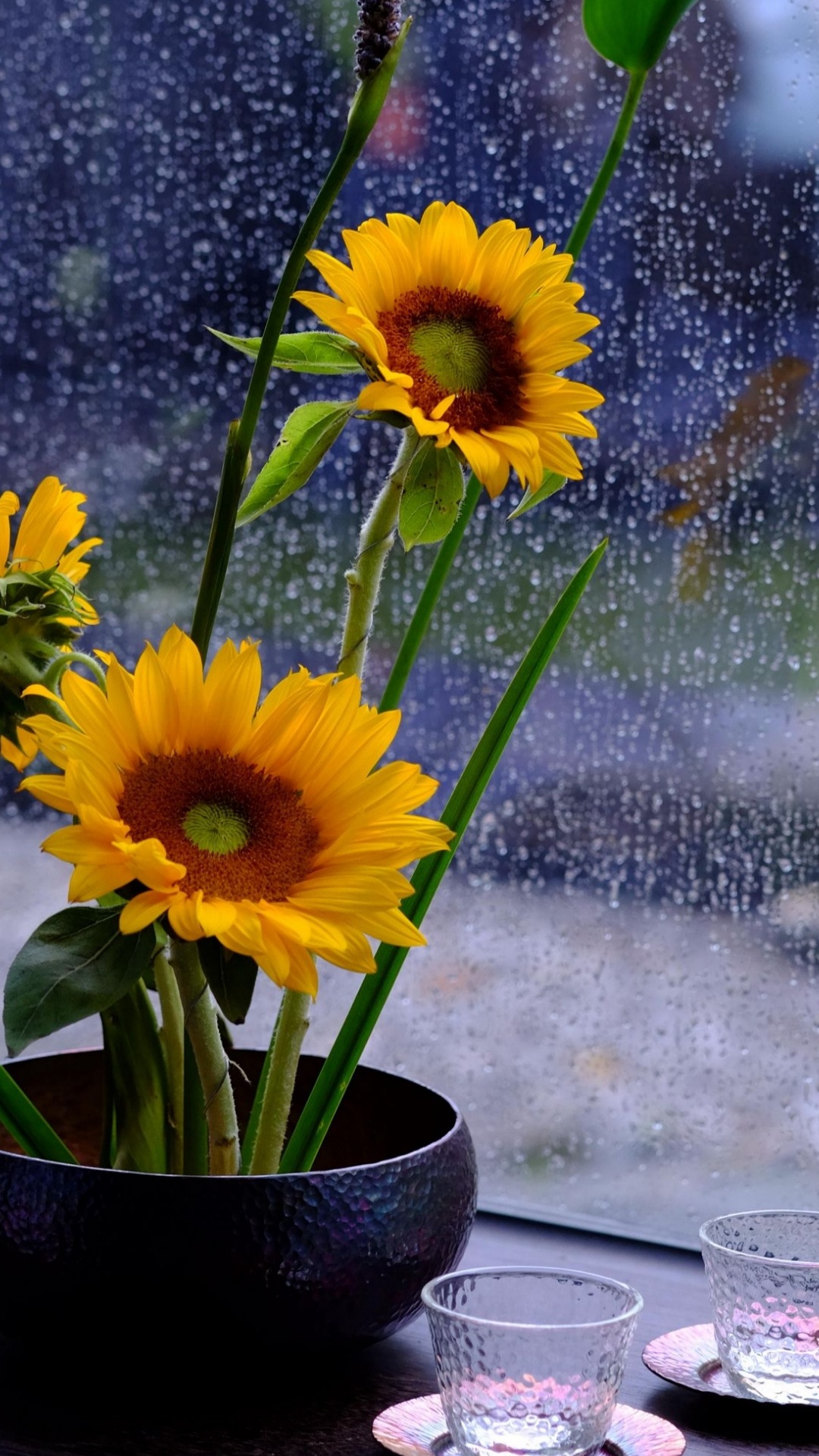 Good Morning Rainy Sunflower, Morning, Sunflowers, Day, Afternoon. Wallpaper in 1080x1920 Resolution