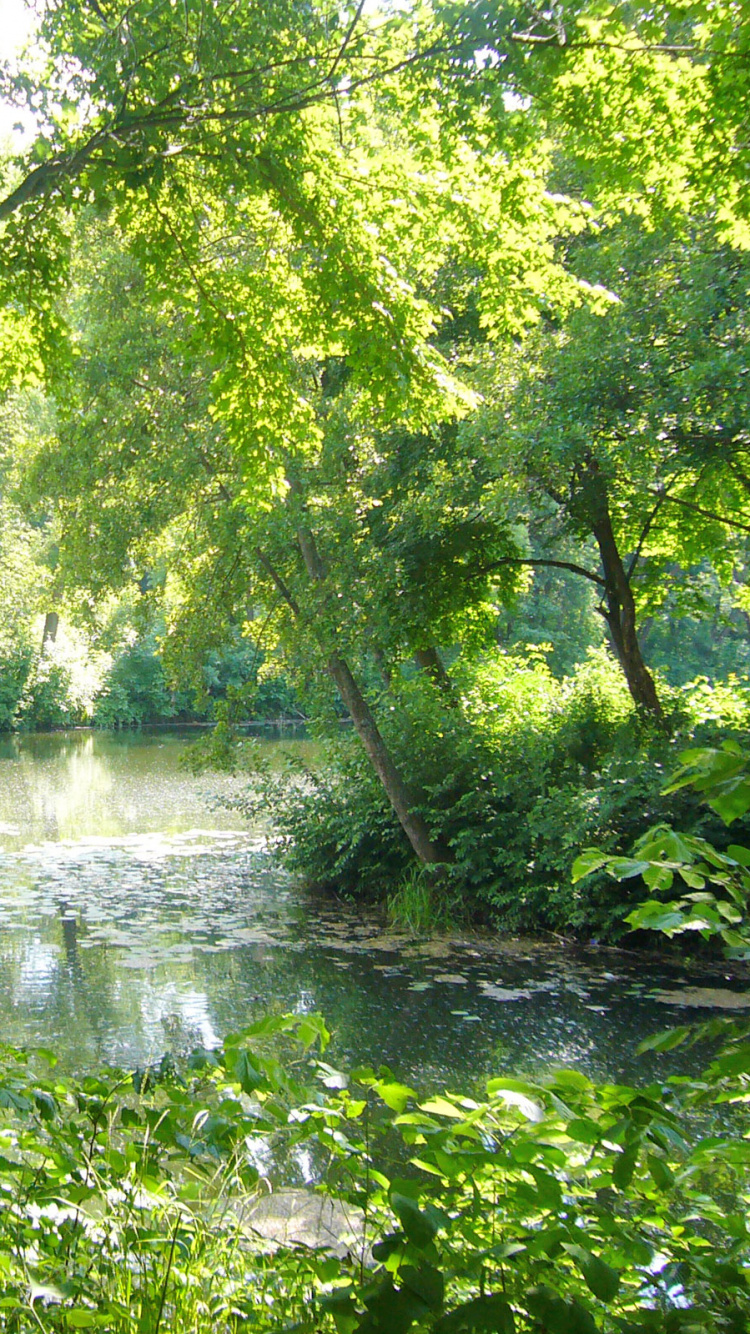 Árboles Verdes Junto al Río Durante el Día. Wallpaper in 750x1334 Resolution
