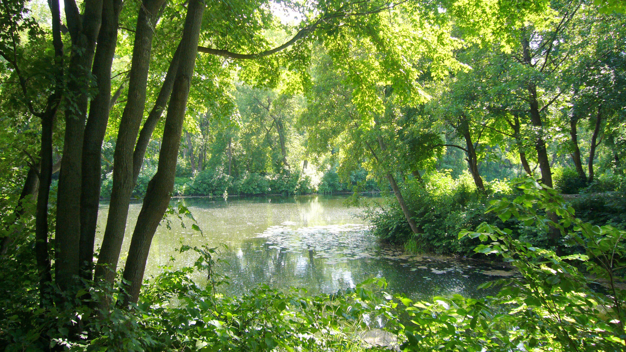 Green Trees Beside River During Daytime. Wallpaper in 1280x720 Resolution