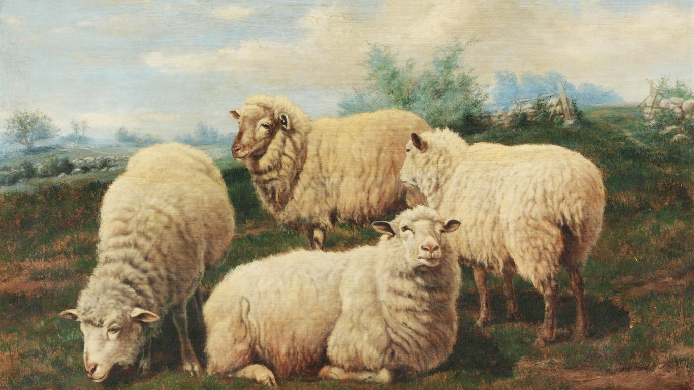 Mouton Blanc Sur Terrain D'herbe Verte Pendant la Journée. Wallpaper in 1366x768 Resolution