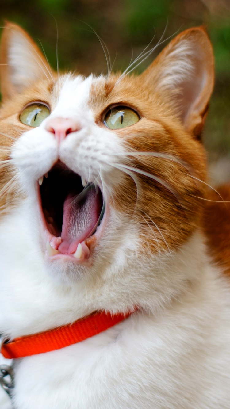 Orange and White Cat With Red and White Collar. Wallpaper in 750x1334 Resolution