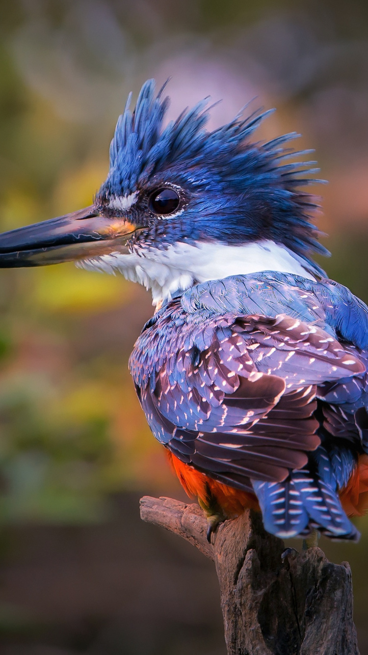 Pájaro Azul y Marrón en la Rama de un Árbol Marrón. Wallpaper in 750x1334 Resolution