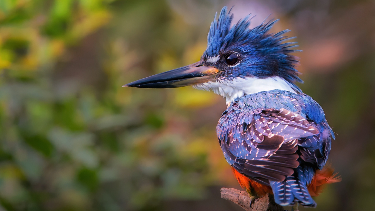 Blauer Und Brauner Vogel Auf Braunem Ast. Wallpaper in 1280x720 Resolution