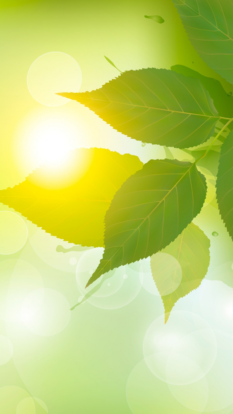 Green Leaf With Water Droplets. Wallpaper in 750x1334 Resolution