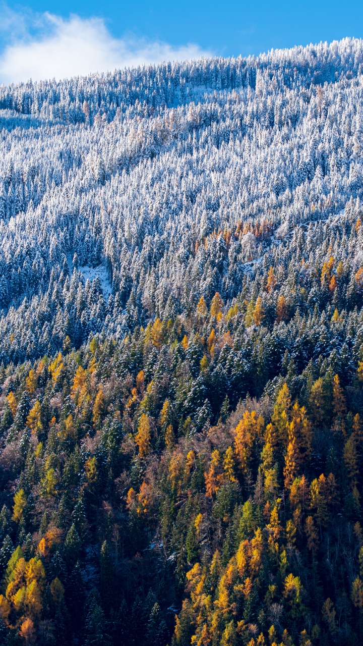 Landscape, Tree, Natural Landscape, Nature, Mountainous Landforms. Wallpaper in 720x1280 Resolution