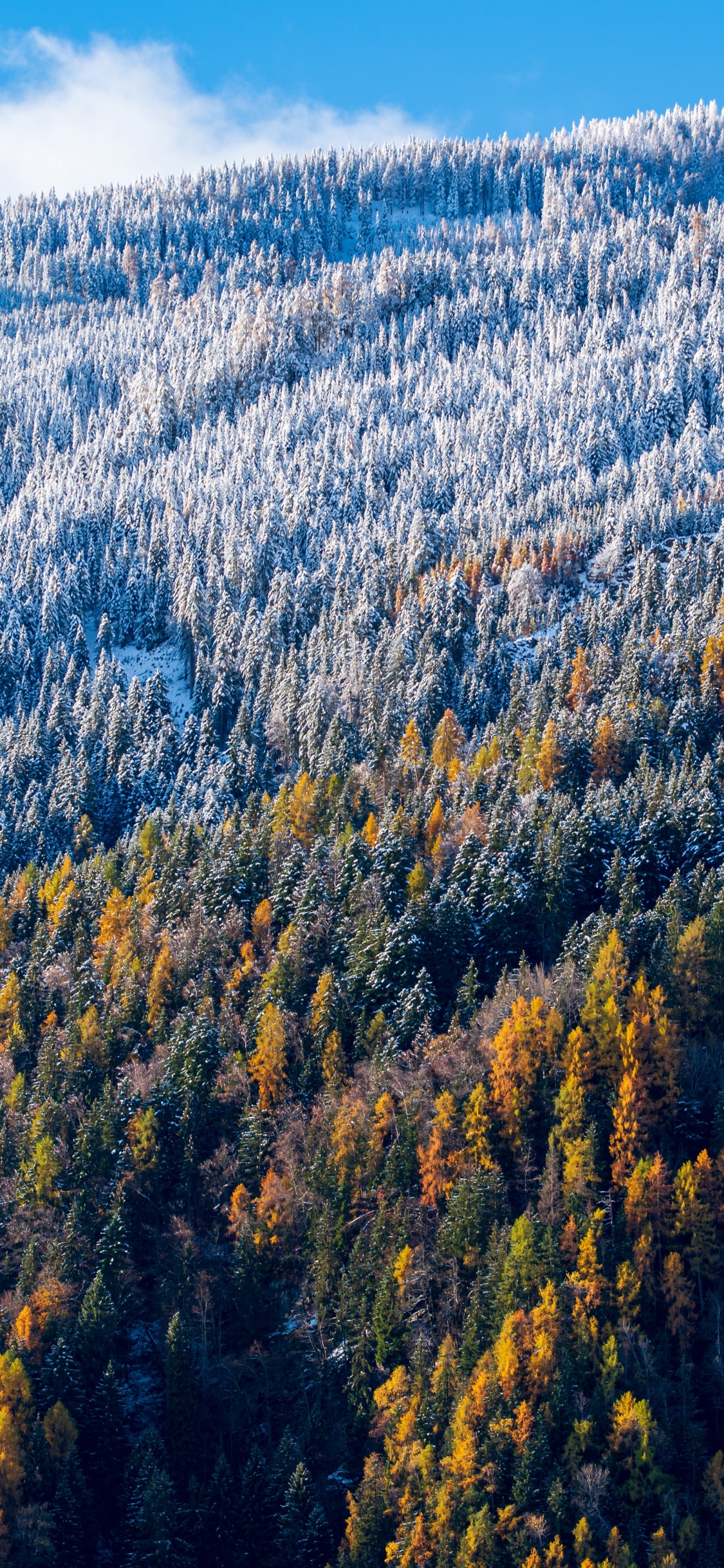 Baum, Naturlandschaft, Natur, Bergigen Landschaftsformen, Wildnis. Wallpaper in 1125x2436 Resolution