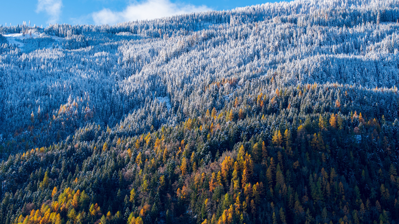 Baum, Naturlandschaft, Natur, Bergigen Landschaftsformen, Wildnis. Wallpaper in 1366x768 Resolution