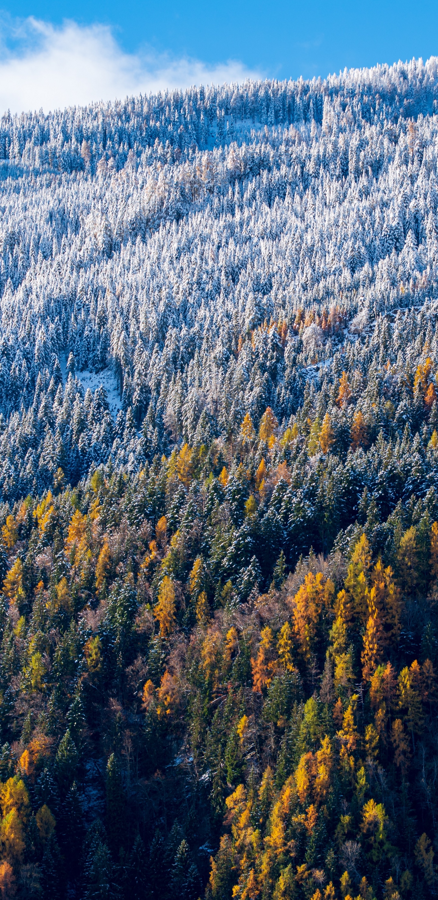 自然景观, 性质, 多山的地貌, 荒野, 植被 壁纸 1440x2960 允许