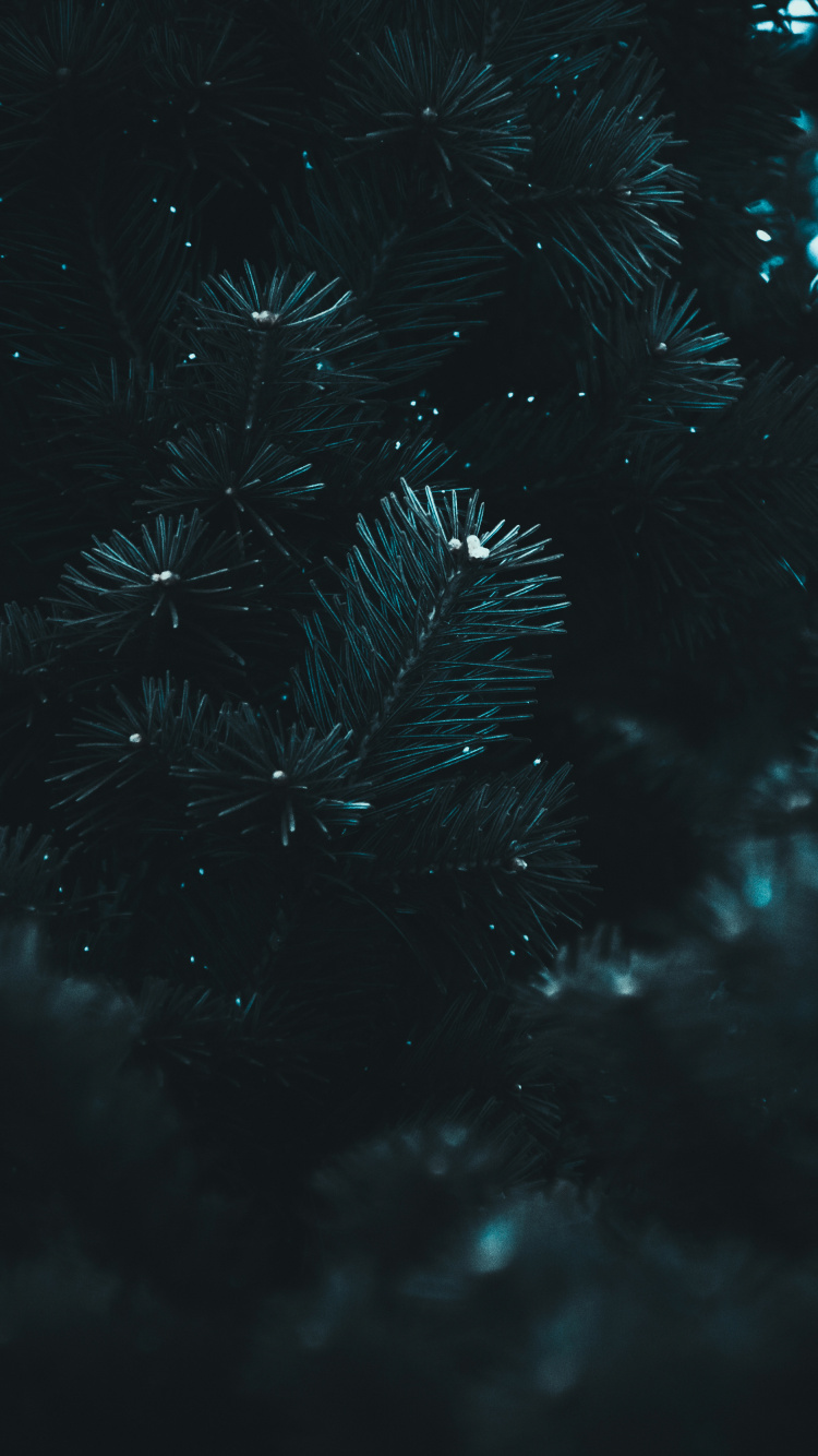 Schwarz, Wasser, Blau, Nacht, Himmel. Wallpaper in 750x1334 Resolution