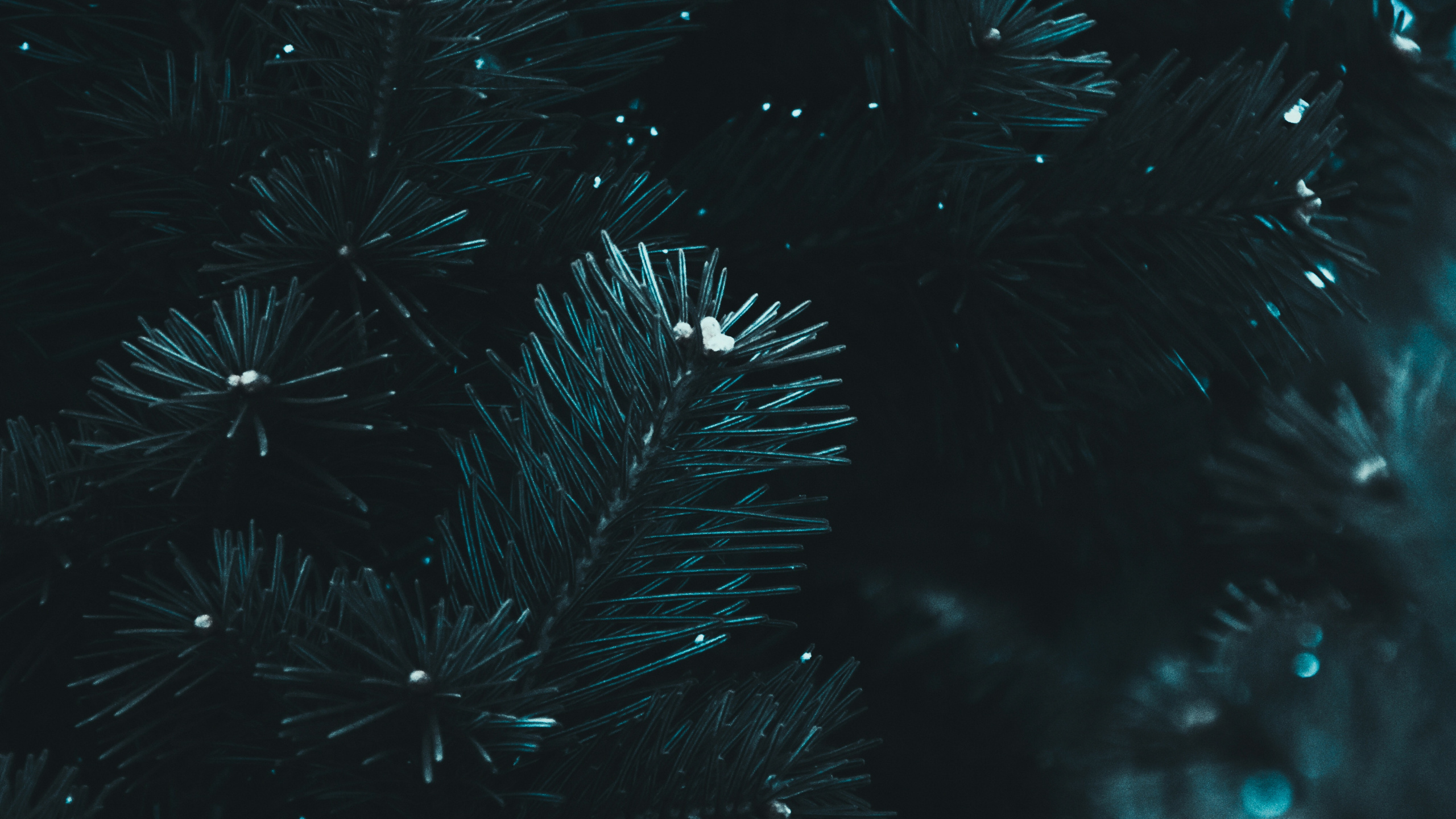 黑色的, 天空, 云杉, 午夜, 烟花 壁纸 2560x1440 允许