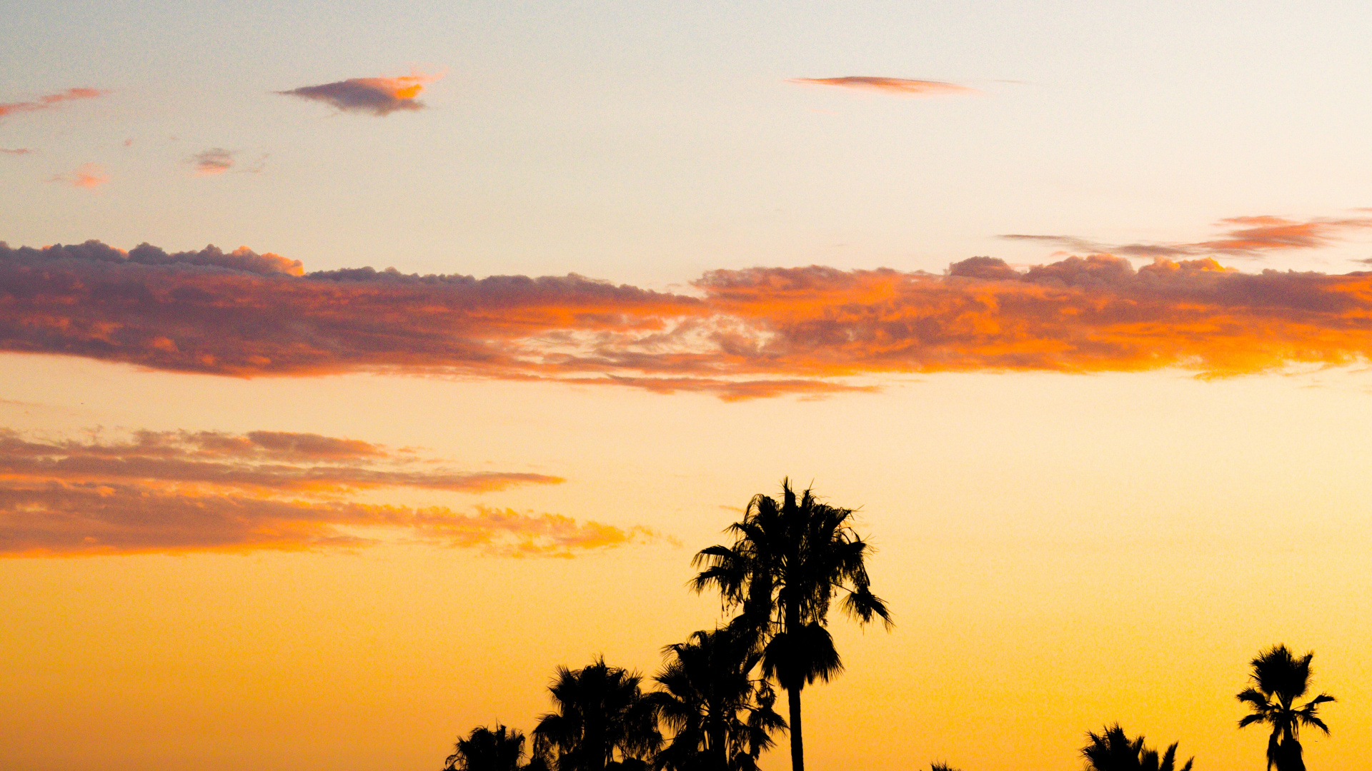 Sonnenuntergang, Afterglow, Baum, Cloud, Sonnenaufgang. Wallpaper in 1920x1080 Resolution