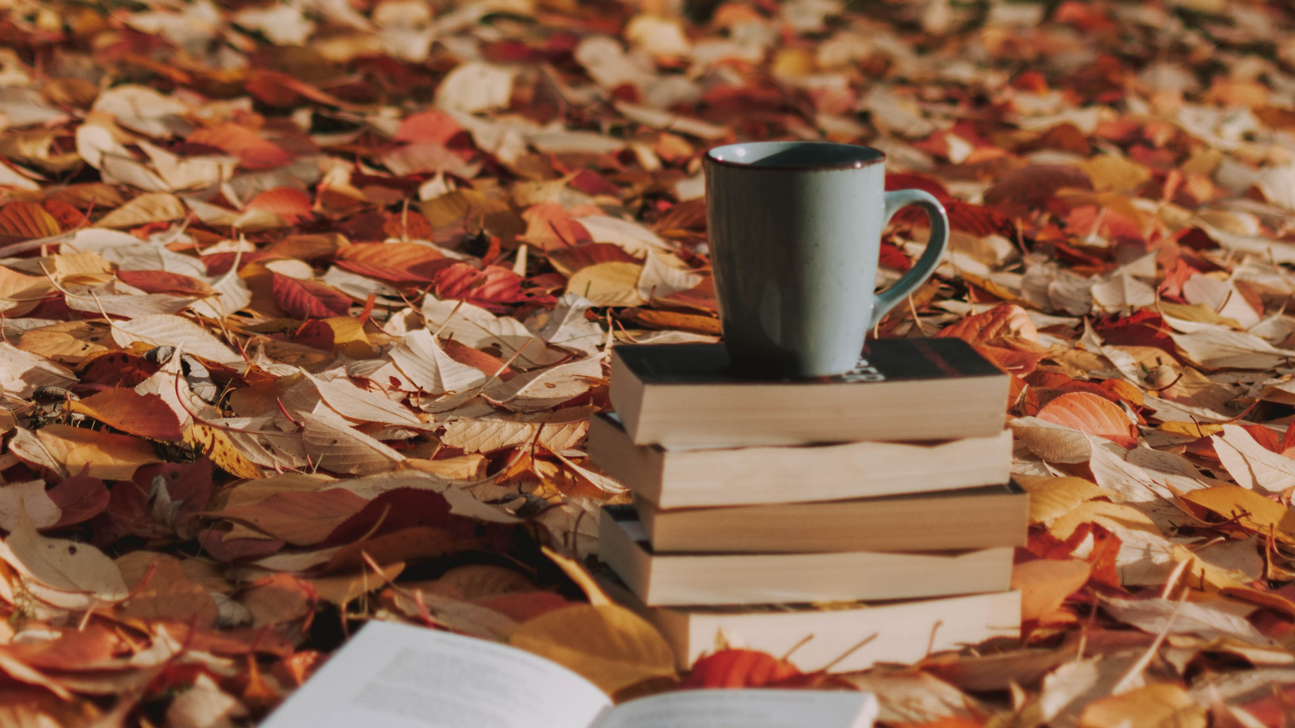 Gray Ceramic Mug on Brown Dried Leaves. Wallpaper in 2560x1440 Resolution