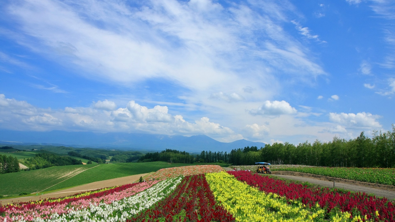 Campo de Flores Rojas y Amarillas Bajo un Cielo Azul Durante el Día. Wallpaper in 1280x720 Resolution