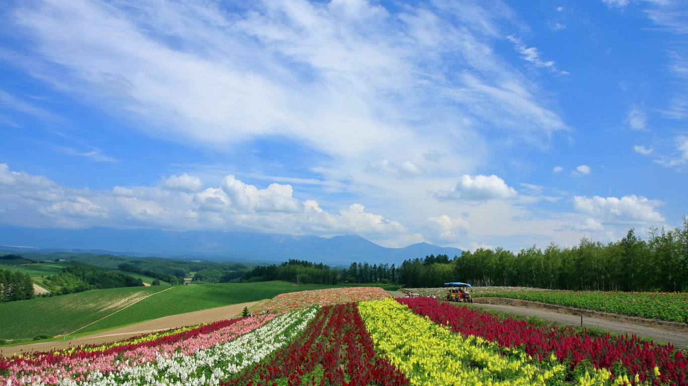 Campo de Flores Rojas y Amarillas Bajo un Cielo Azul Durante el Día. Wallpaper in 1366x768 Resolution