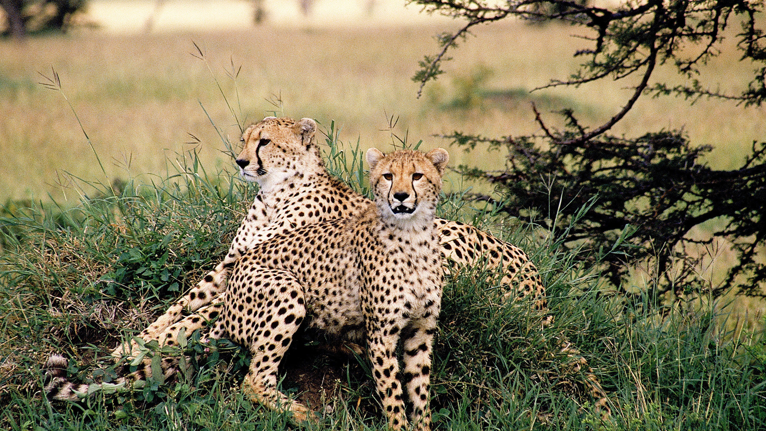 Cheetah on Green Grass Field During Daytime. Wallpaper in 2560x1440 Resolution