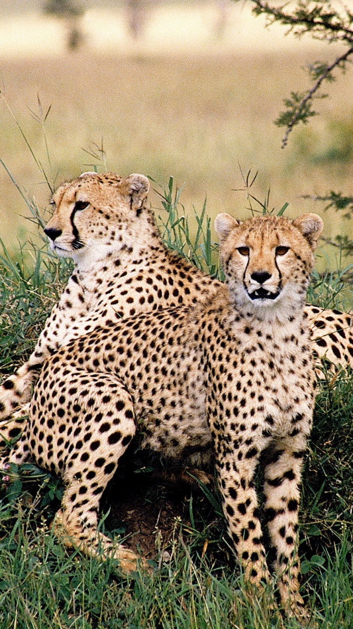 Cheetah on Green Grass Field During Daytime. Wallpaper in 720x1280 Resolution