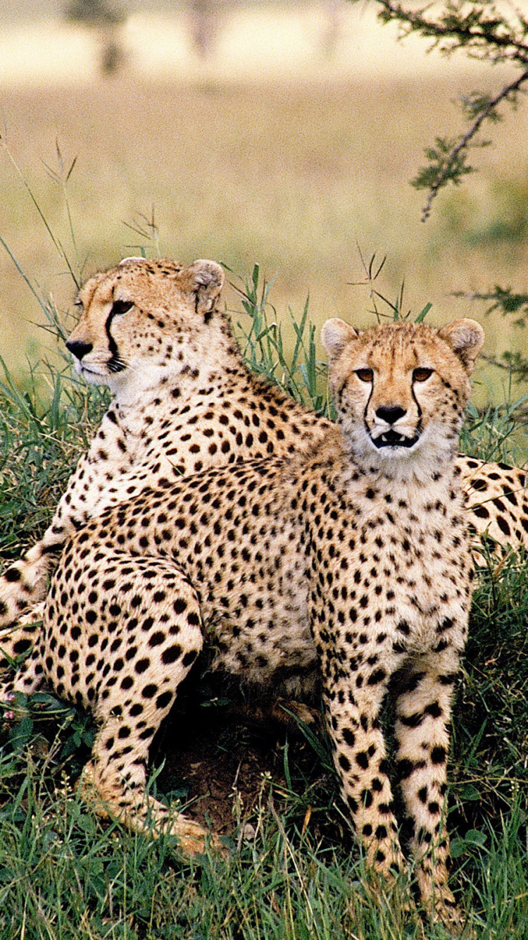 Cheetah on Green Grass Field During Daytime. Wallpaper in 750x1334 Resolution