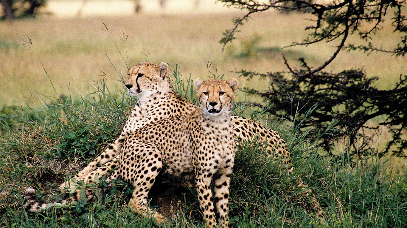 Gepard Auf Der Grünen Wiese Tagsüber. Wallpaper in 1366x768 Resolution