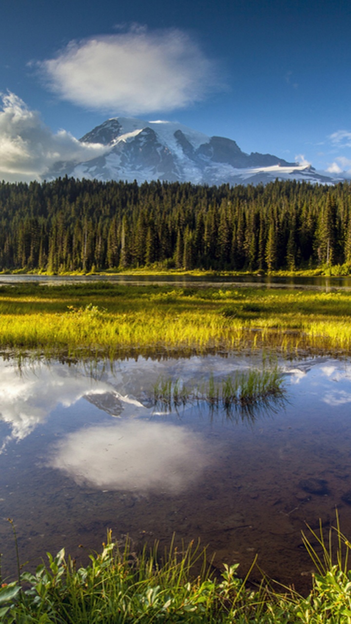 Green Trees Near Lake Under Blue Sky During Daytime. Wallpaper in 720x1280 Resolution
