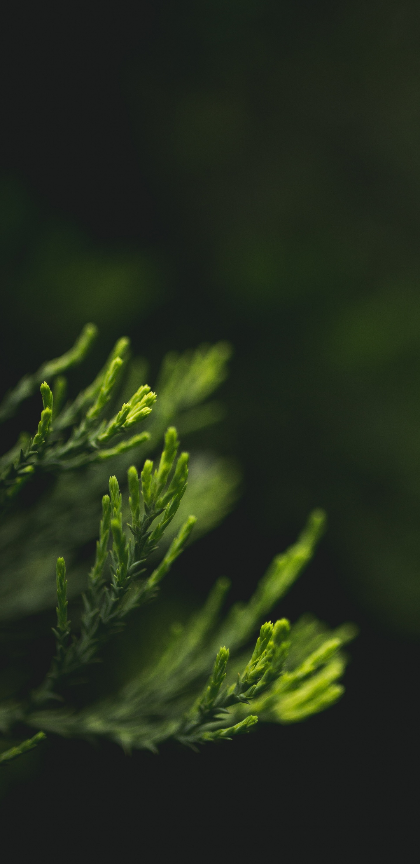 Green, Nature, Feuille, Eau, Evergreen. Wallpaper in 1440x2960 Resolution