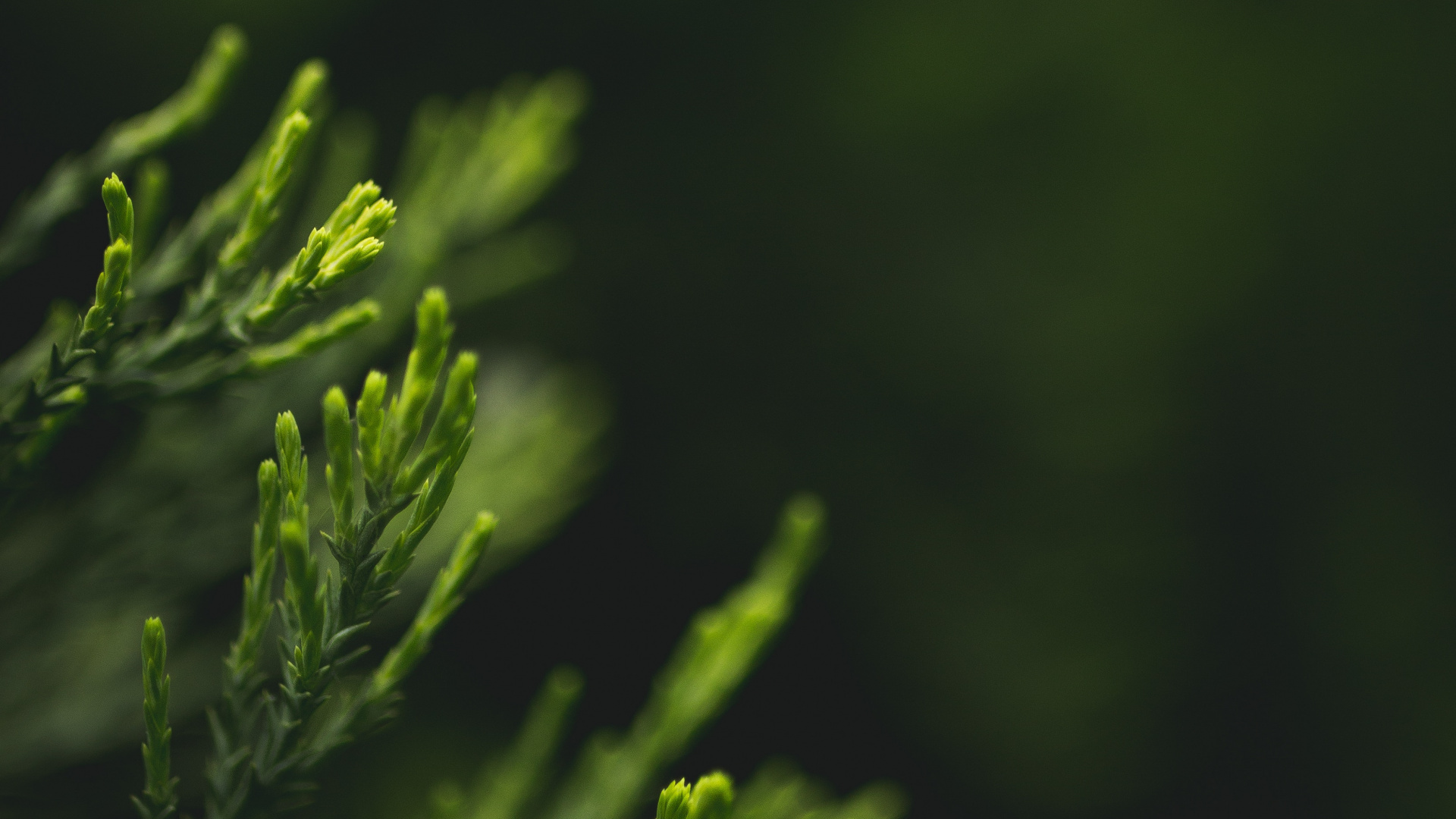 Green, Nature, Feuille, Eau, Evergreen. Wallpaper in 1920x1080 Resolution