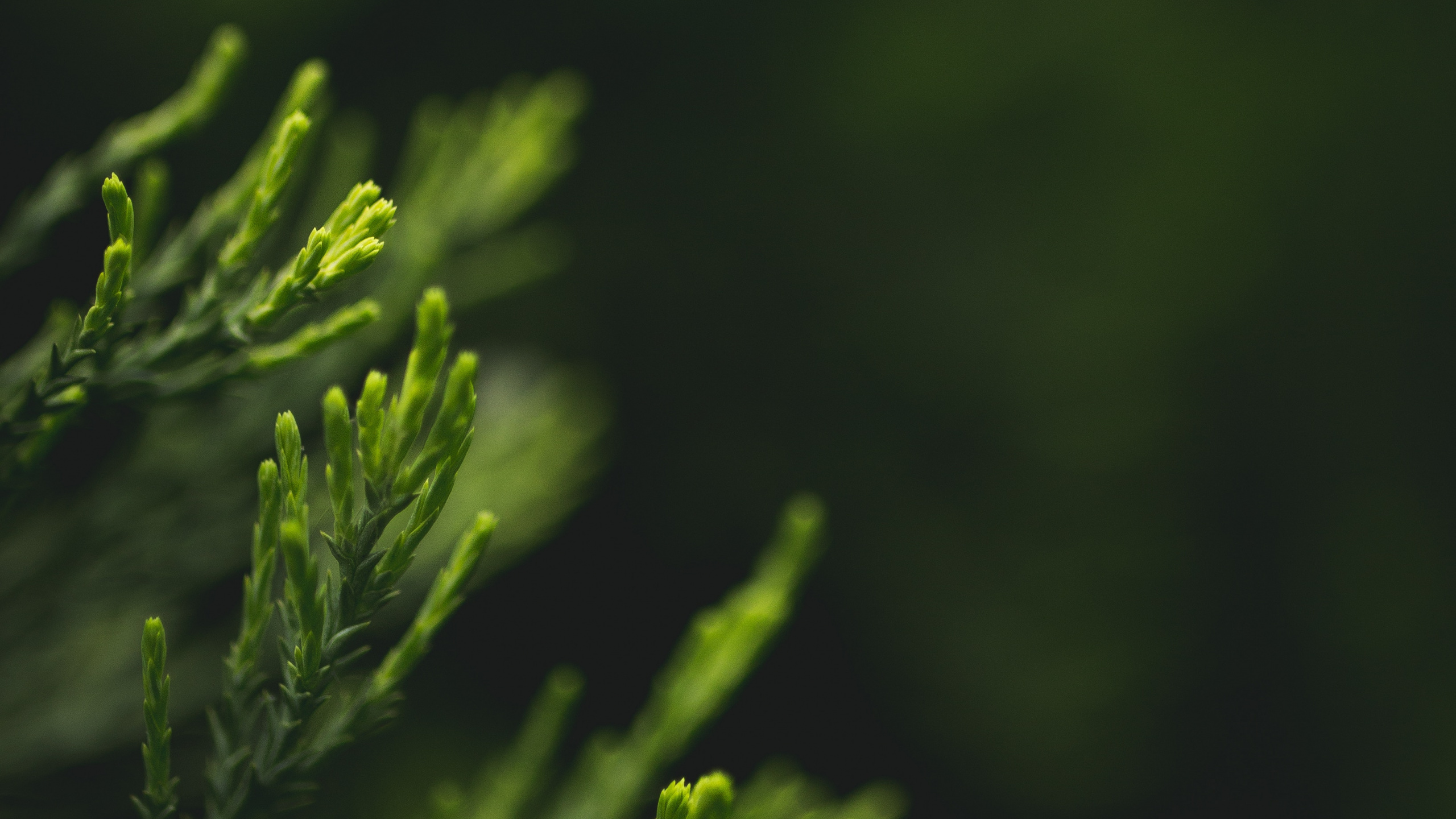 Green, Nature, Feuille, Eau, Evergreen. Wallpaper in 2560x1440 Resolution