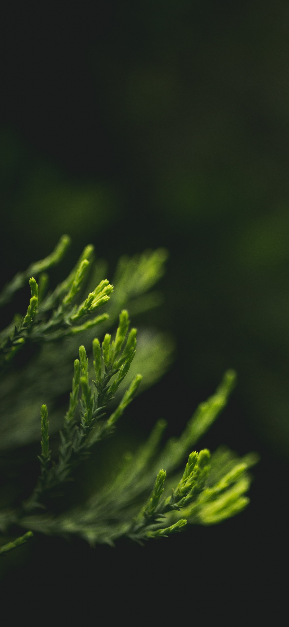 Download 1125x2436 Wallpaper Green, Nature, Leaf, Plant, Water Green, Nature, Leaf, Plant, Water. Wallpaper in 1125x2436 Resolution