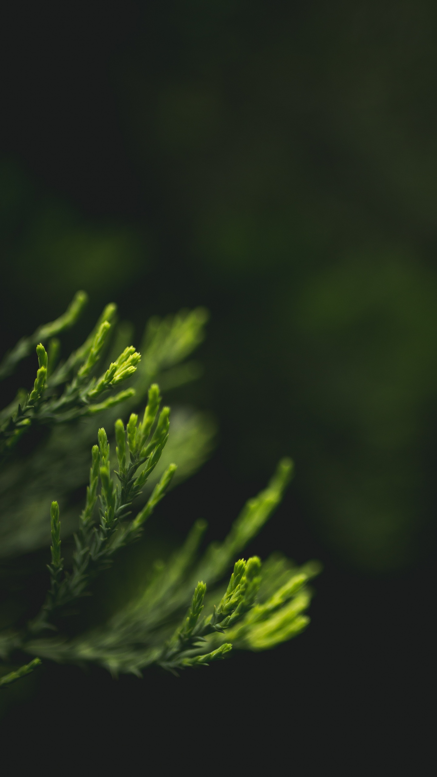 Download 1440x2560 Wallpaper Green, Nature, Leaf, Plant, Water Green, Nature, Leaf, Plant, Water. Wallpaper in 1440x2560 Resolution