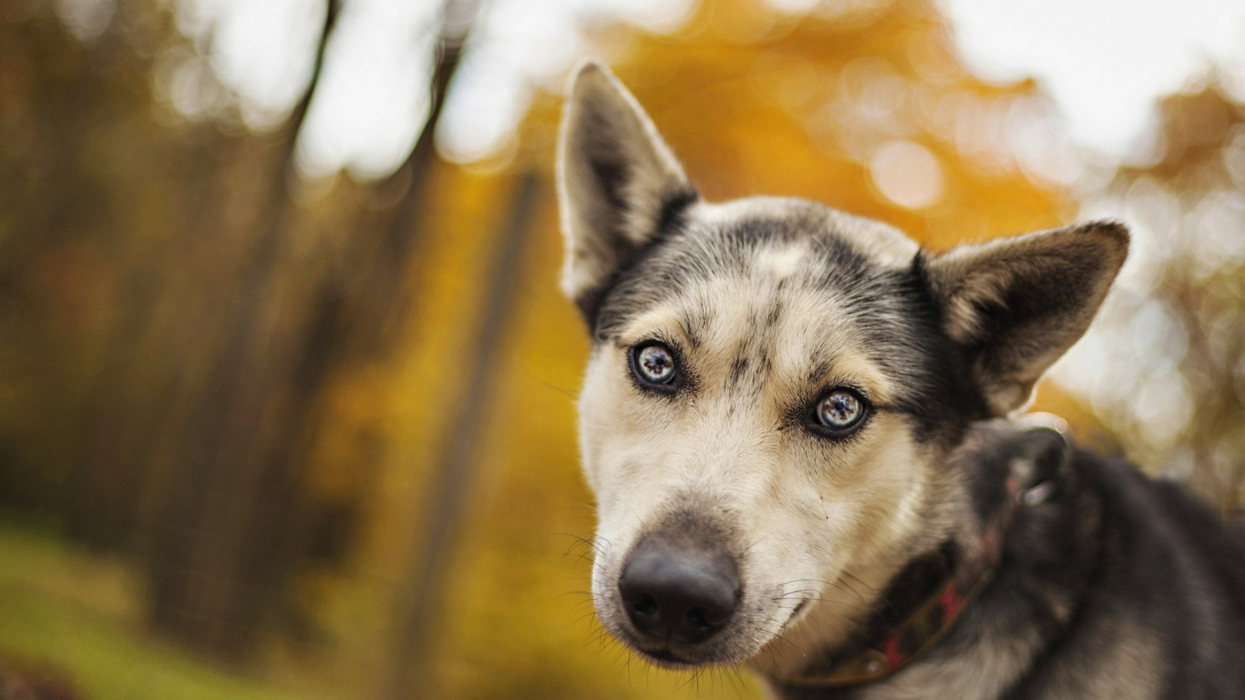Husky Sibérien Blanc et Noir. Wallpaper in 1366x768 Resolution