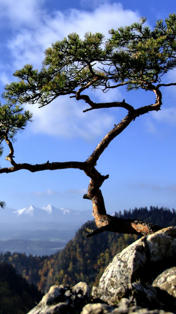 Tagsüber Grüner Baum Auf Dem Berg. Wallpaper in 750x1334 Resolution