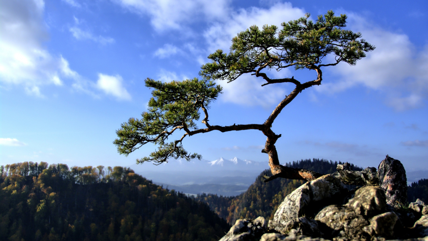 Green Tree on Mountain During Daytime. Wallpaper in 1366x768 Resolution