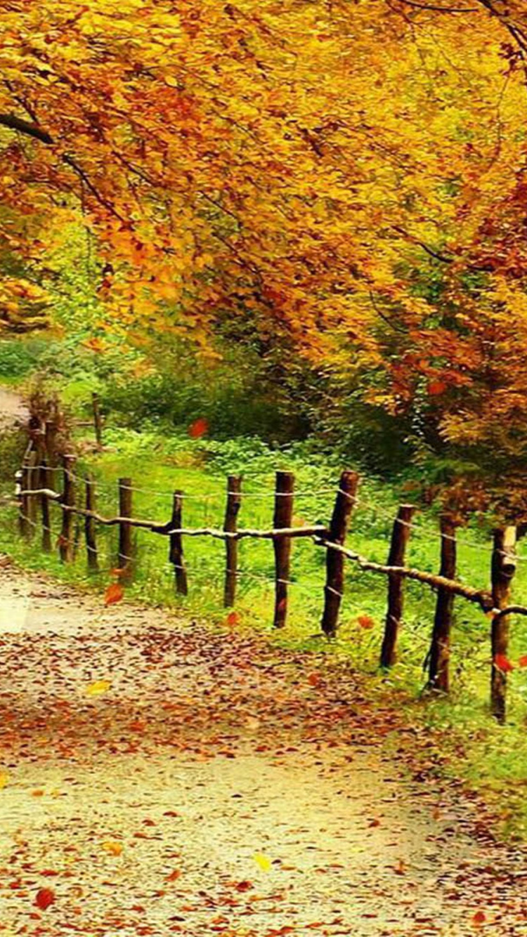 Brown and Green Trees Beside River During Daytime. Wallpaper in 750x1334 Resolution