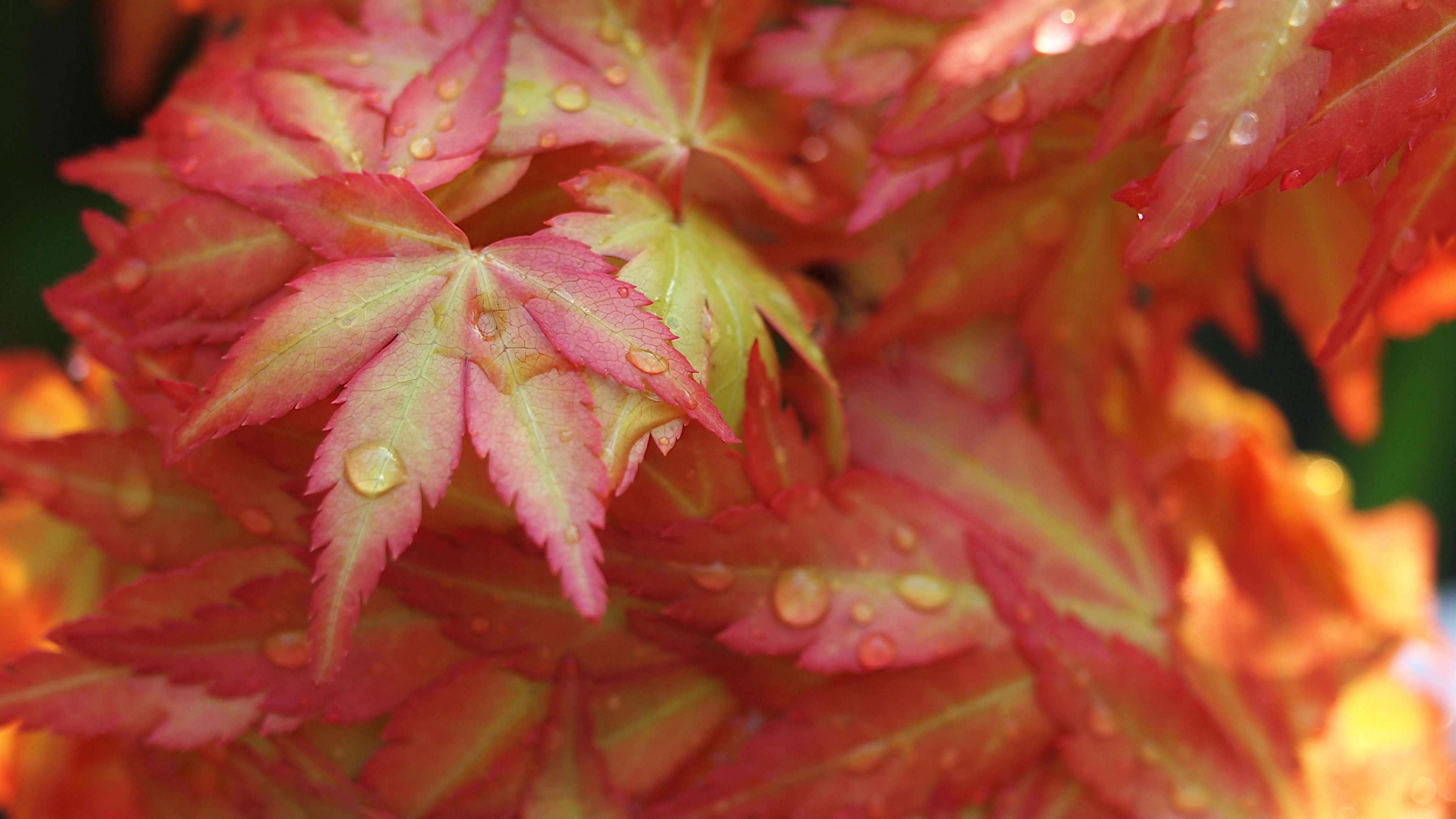 Arce Japonés, Arce Rojo, la Hoja de Arce, Tallo de la Planta, la Vegetación. Wallpaper in 3840x2160 Resolution