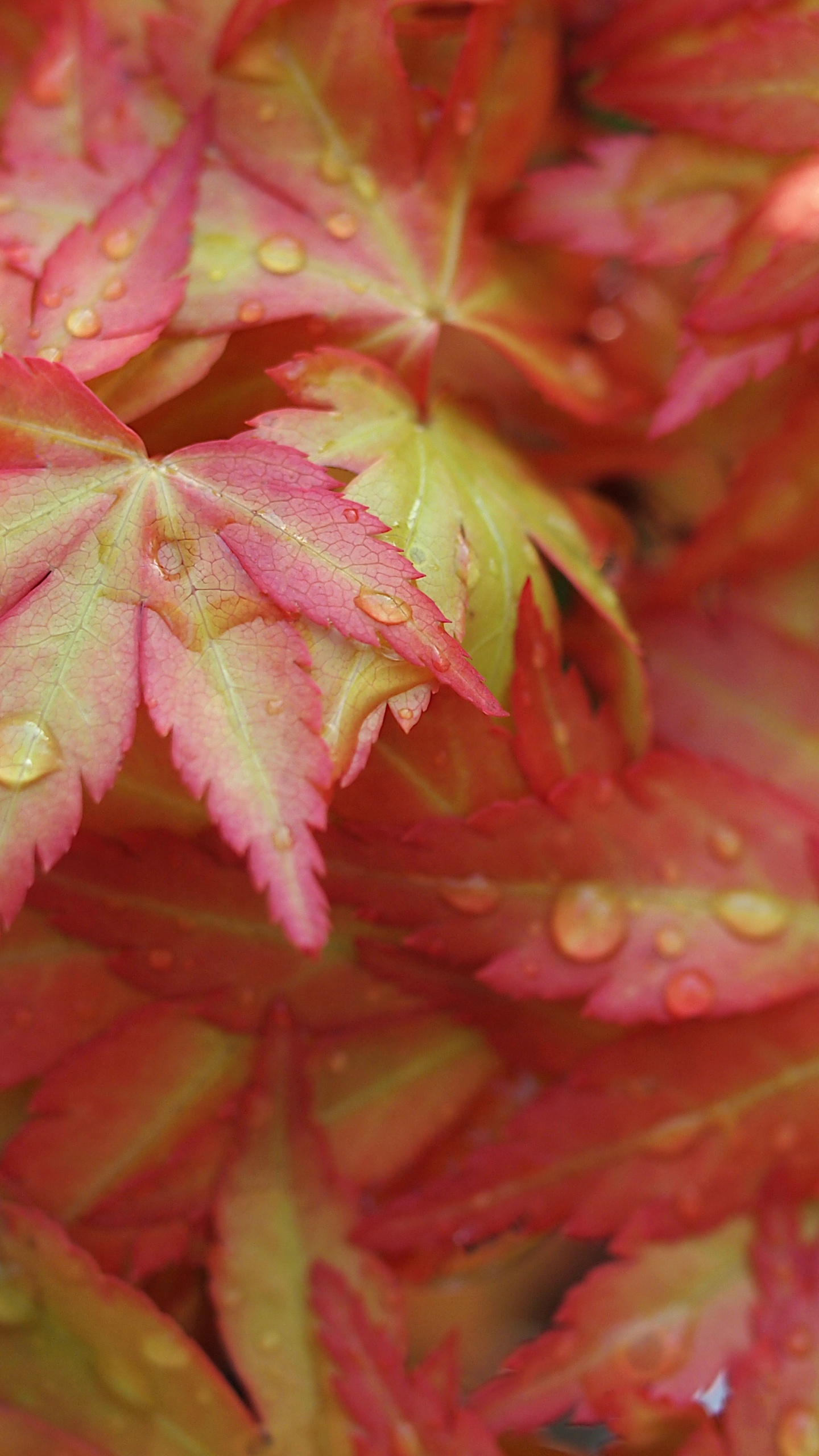 Blatt, Japanischer Ahorn, Red Maple, Maple Leaf, Herbst. Wallpaper in 1440x2560 Resolution