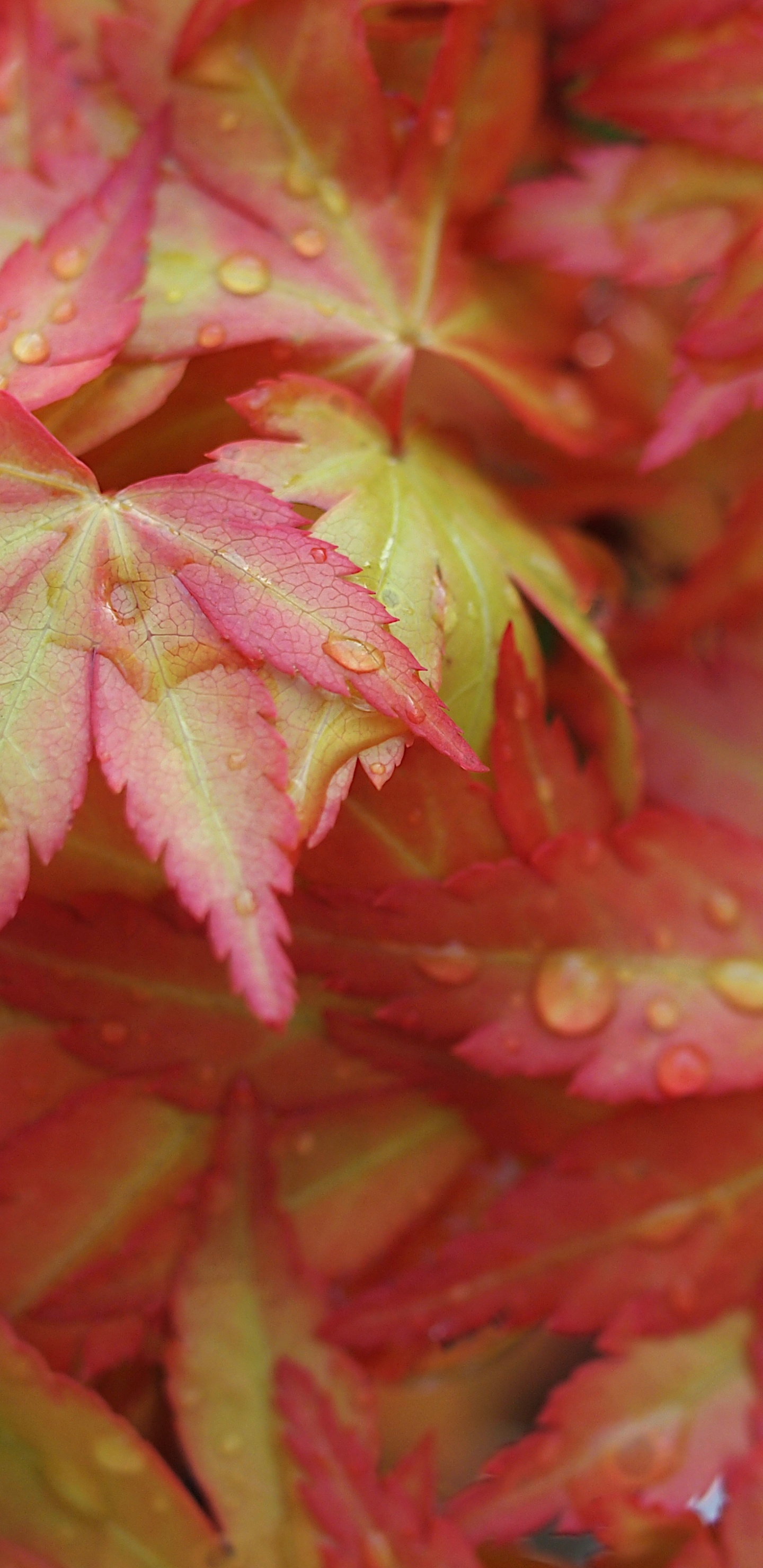 Blatt, Japanischer Ahorn, Red Maple, Maple Leaf, Herbst. Wallpaper in 1440x2960 Resolution