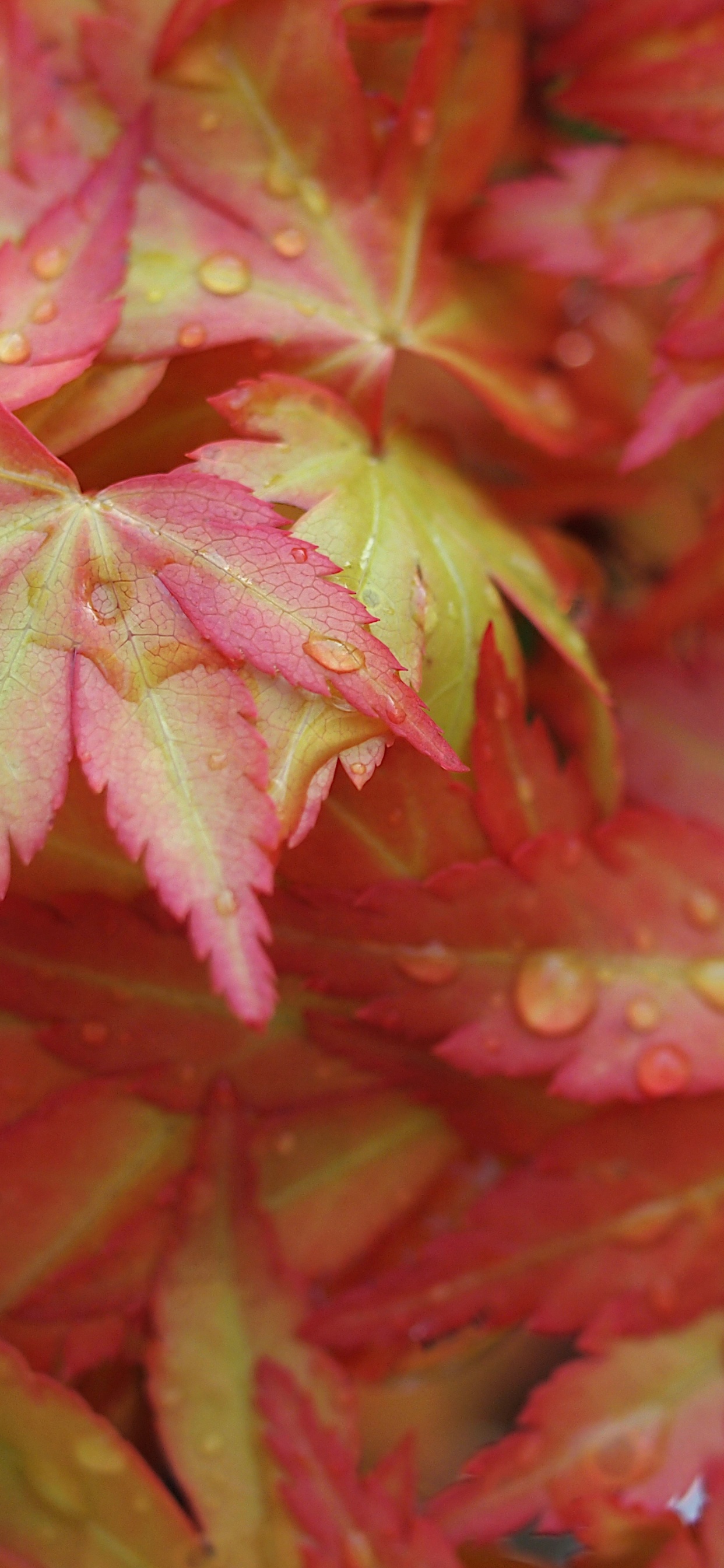 Feuille, L'érable Japonais, L'érable Rouge, la Feuille D'érable, Tige de la Plante. Wallpaper in 1242x2688 Resolution