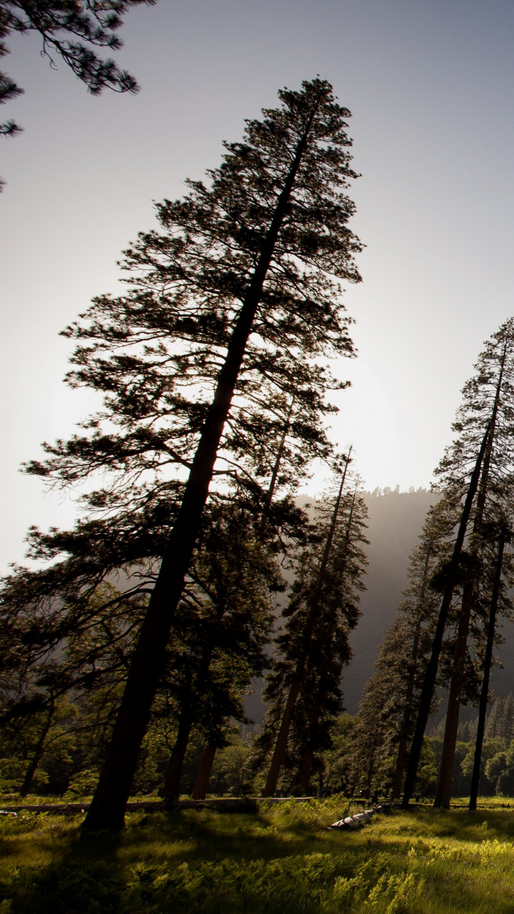 Green Trees Near Mountain During Daytime. Wallpaper in 750x1334 Resolution