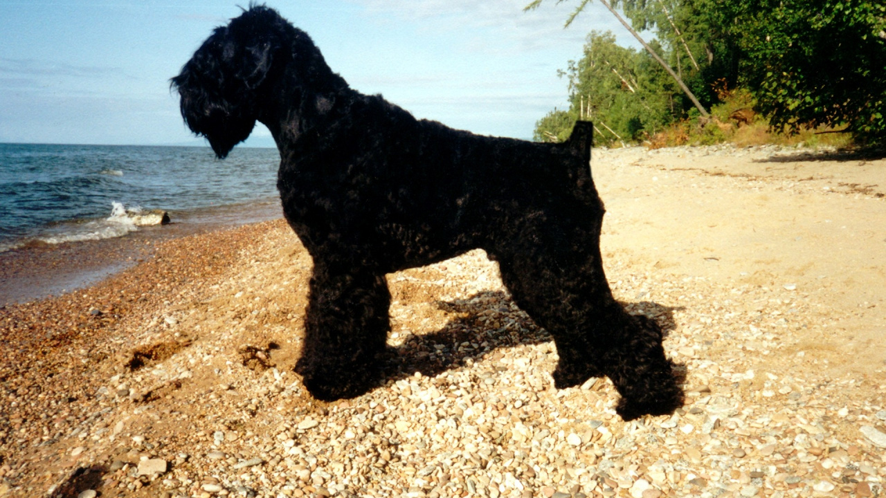 Perro de Pelo Corto Negro Sobre Fondo Marrón y Negro. Wallpaper in 1280x720 Resolution