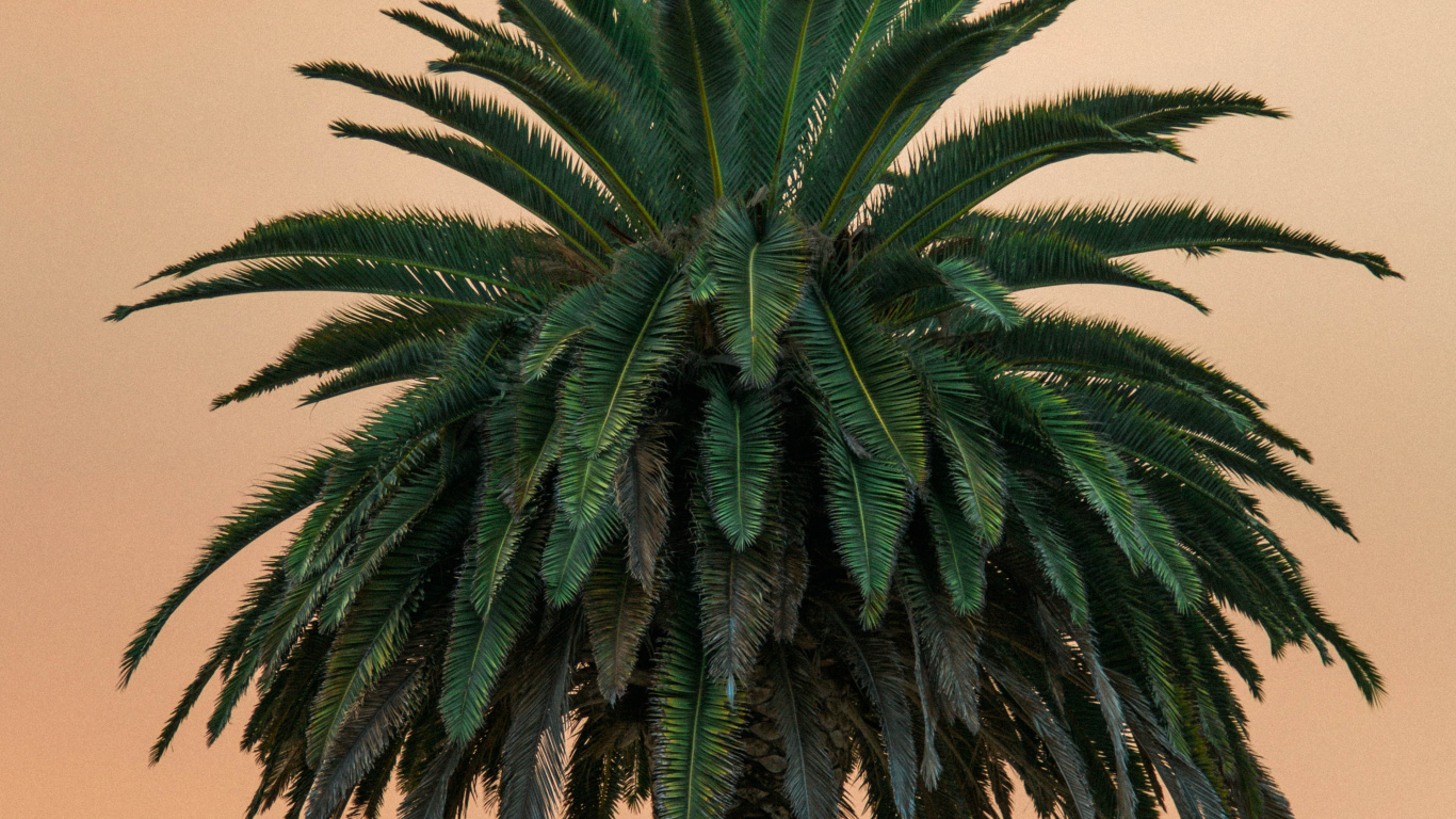 Tropic, no Wahala, no Wahala Remix, Soundcloud, Song. Wallpaper in 1366x768 Resolution