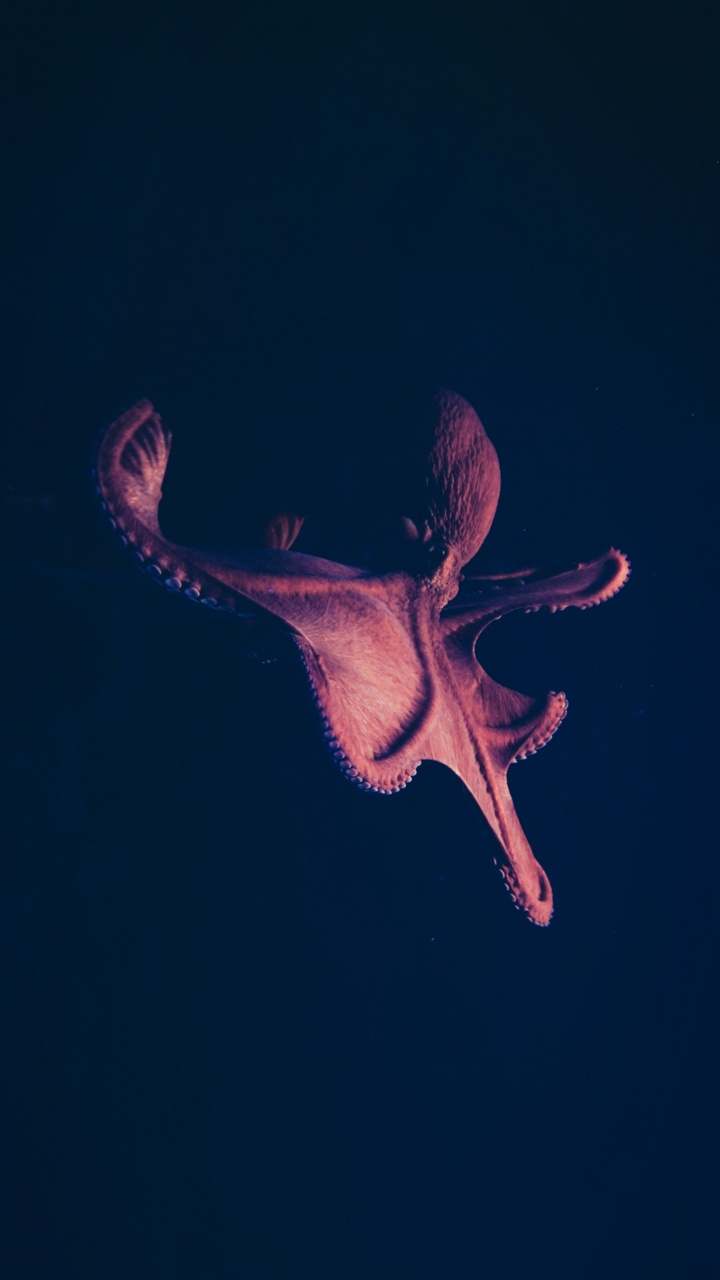 Darkness, Marine Biology, Electric Blue, Art, Event. Wallpaper in 720x1280 Resolution