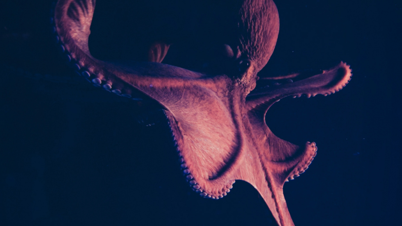 Obscurité, Biologie Marine, Art, Événement, Magenta. Wallpaper in 1280x720 Resolution