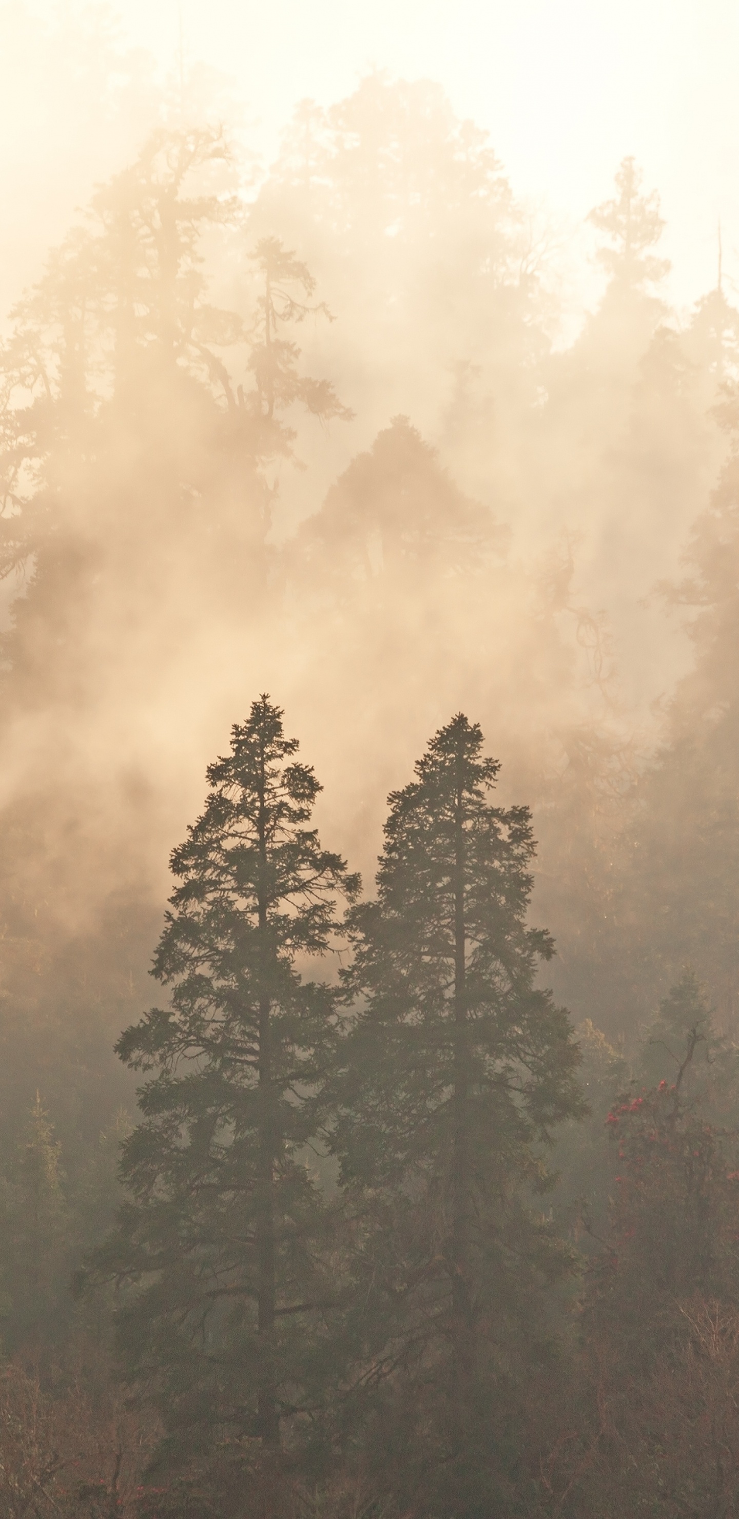 Green Trees Under White Sky During Daytime. Wallpaper in 1440x2960 Resolution