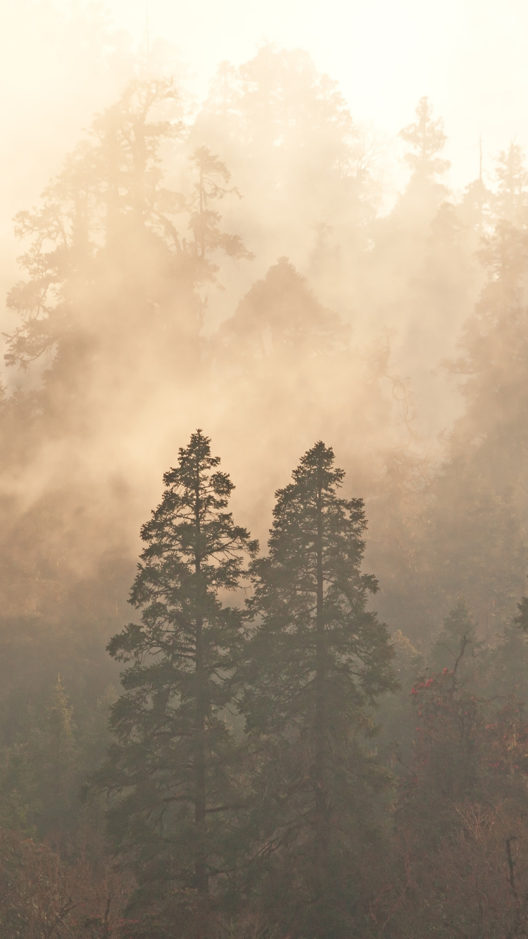 Green Trees Under White Sky During Daytime. Wallpaper in 750x1334 Resolution