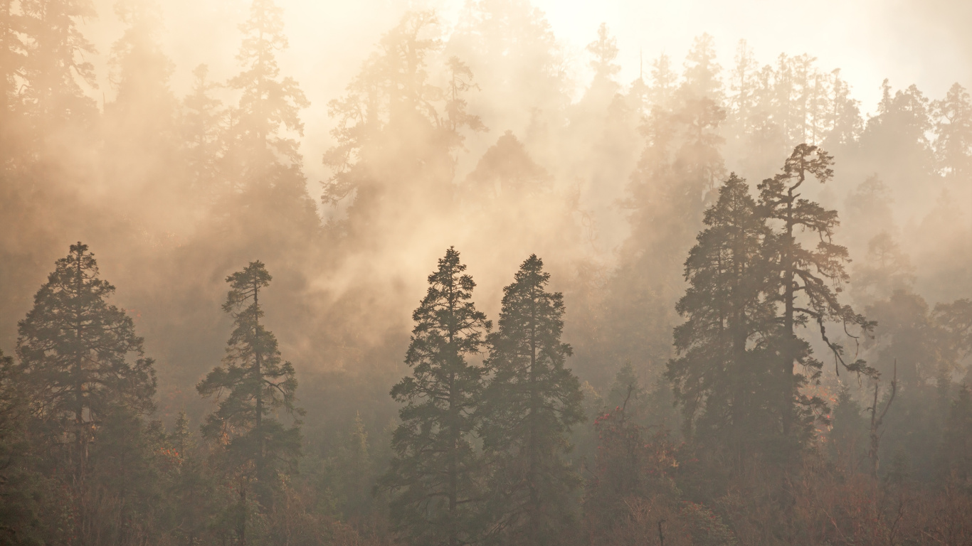 Arbres Verts Sous un Ciel Blanc Pendant la Journée. Wallpaper in 1366x768 Resolution