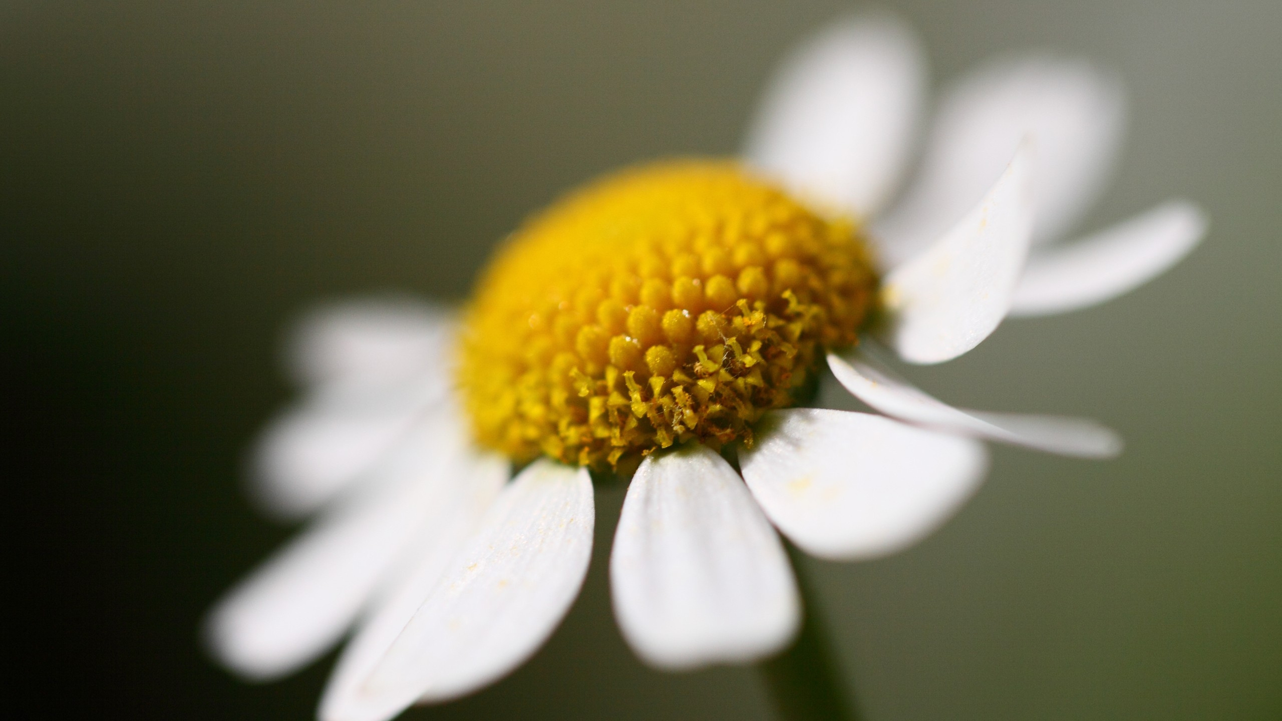 White Daisy in Bloom in Close up Photography. Wallpaper in 2560x1440 Resolution