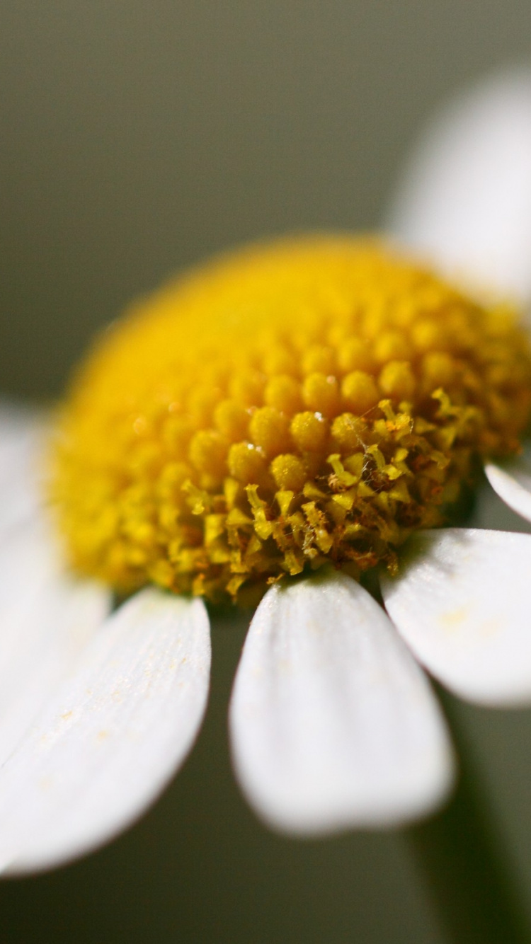 White Daisy in Bloom in Close up Photography. Wallpaper in 750x1334 Resolution