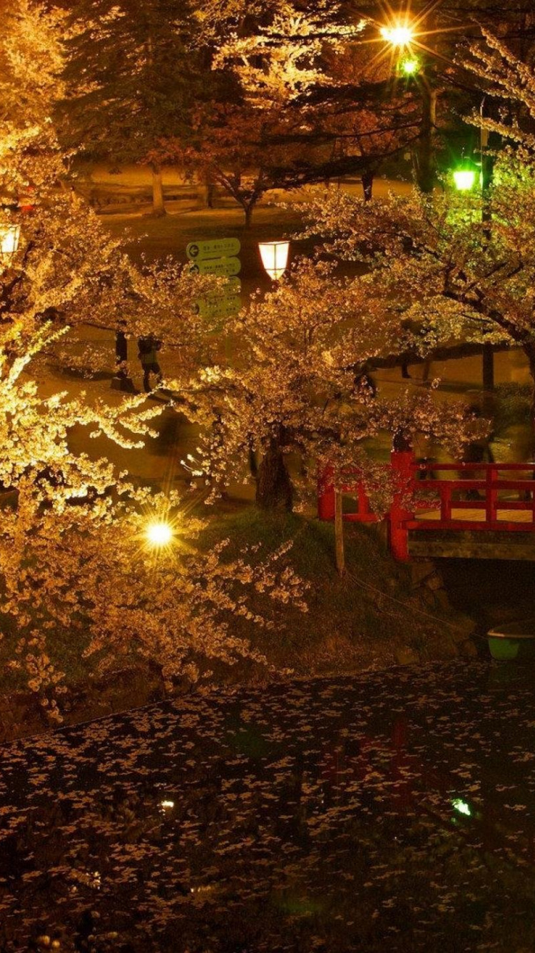 Green Trees With String Lights During Night Time. Wallpaper in 750x1334 Resolution
