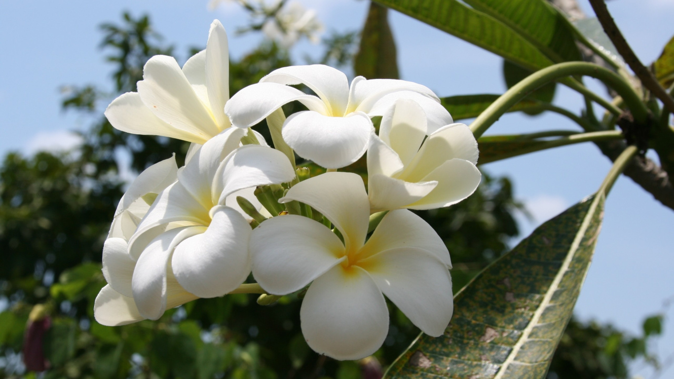 White and Yellow Flowers on Brown Wooden Surface. Wallpaper in 1366x768 Resolution