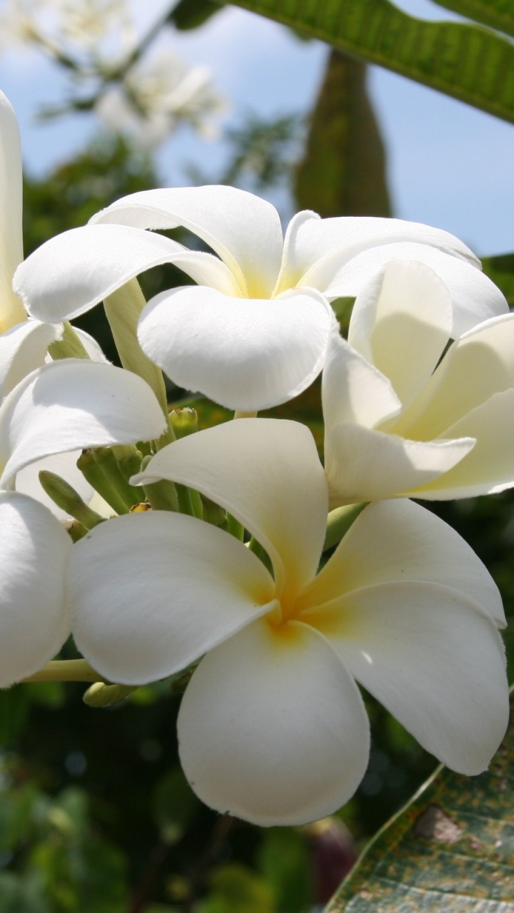 White and Yellow Flowers on Brown Wooden Surface. Wallpaper in 720x1280 Resolution
